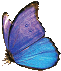 Blue Butterfly